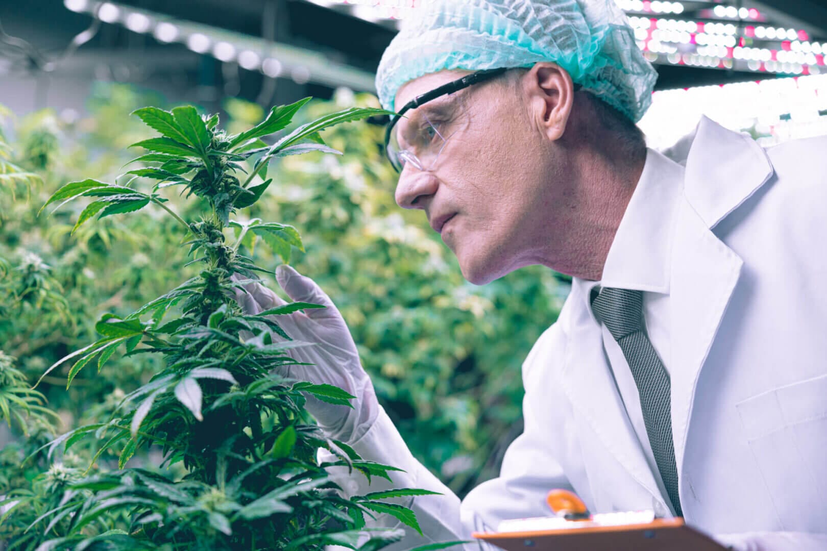 The Science Behind Cannabis: Debunking Myths | Prophet Brands